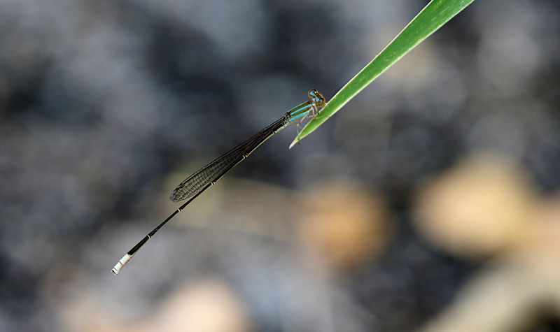 Pale Slender Dartlet (Aciagrion pallidum)