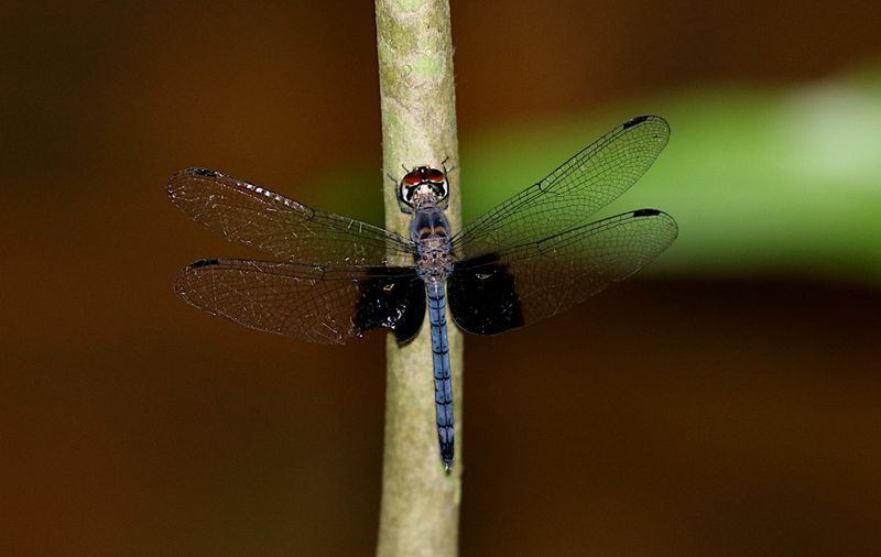 Treehugger (Tyriobapta torrida)