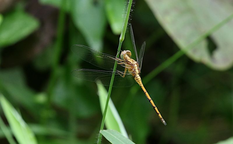 Slender Blue Skimmer (Orthetrum luzonicum)