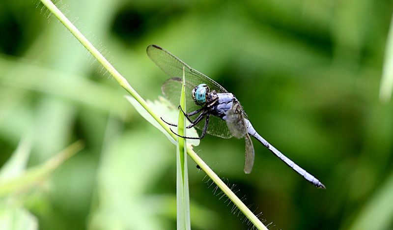 Slender Blue Skimmer (Orthetrum luzonicum)