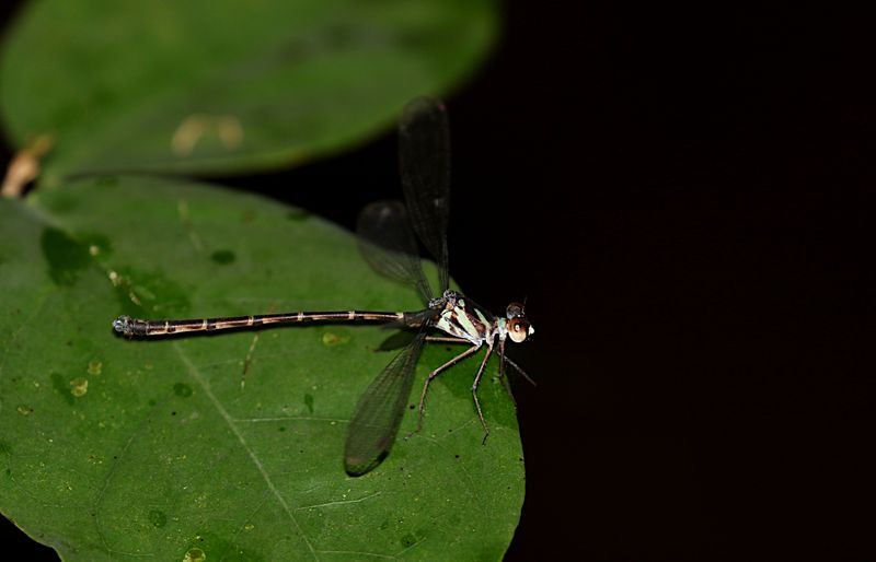 Blue-spotted Flatwing (Podolestes orientalis)
