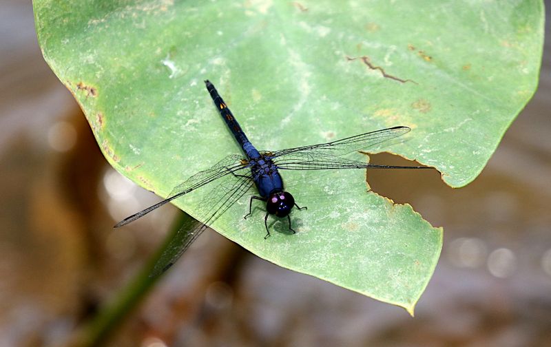 Indigo Dropwing (Trithemis festiva)