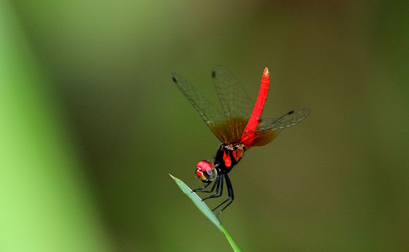 Scarlet Pygmy (Nannophya pygmaea)