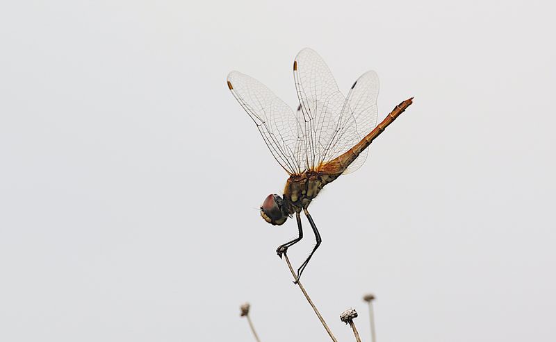 Wandering Pennant (Macrodiplax cora)