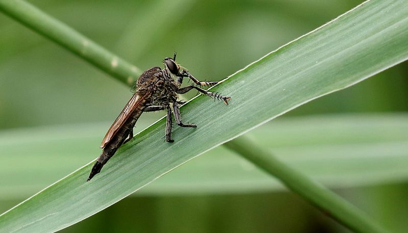 Grasshopper Robberfly Genus Philodicus
