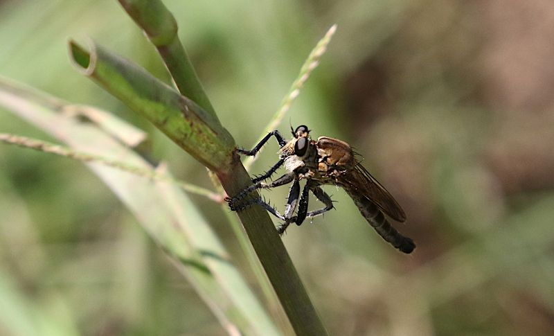 Grasshopper Robberfly Genus Philodicus