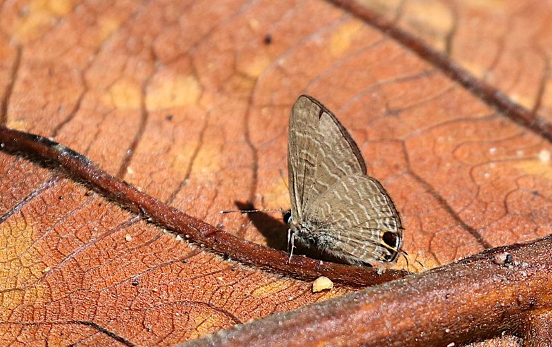 Pointed Line Blue (Ionolyce helicon)