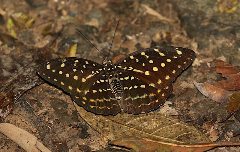 Black-tipped Archduke, female