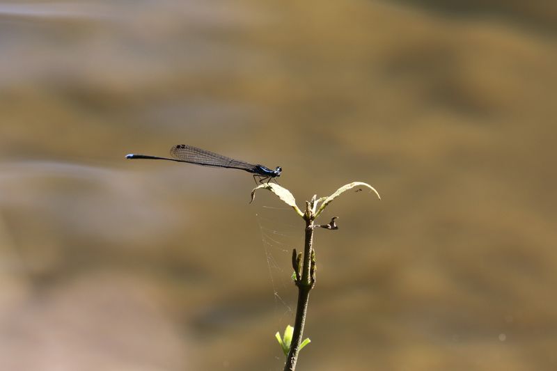 Laidlaws Threadtail (Prodasineura laidlawii)