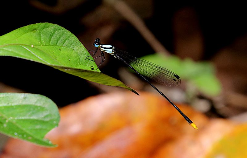 Coeliccia poungyi 