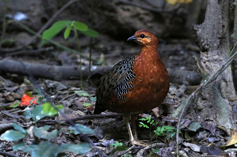Ferruginous Partridge