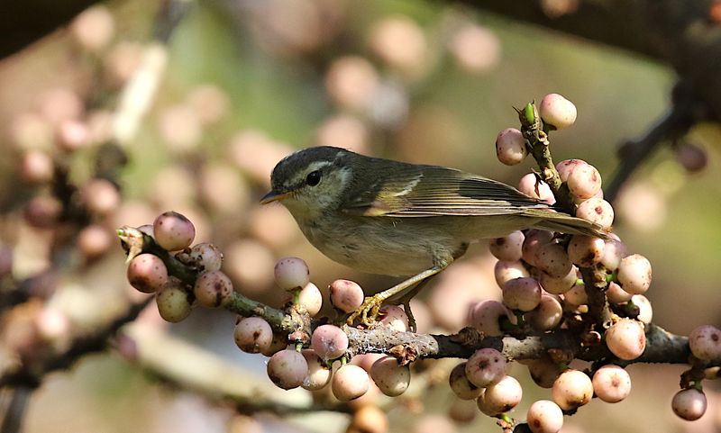 Two-barred Warbler
