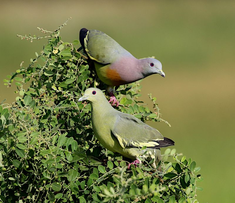 Pink-necked Green Pigeon