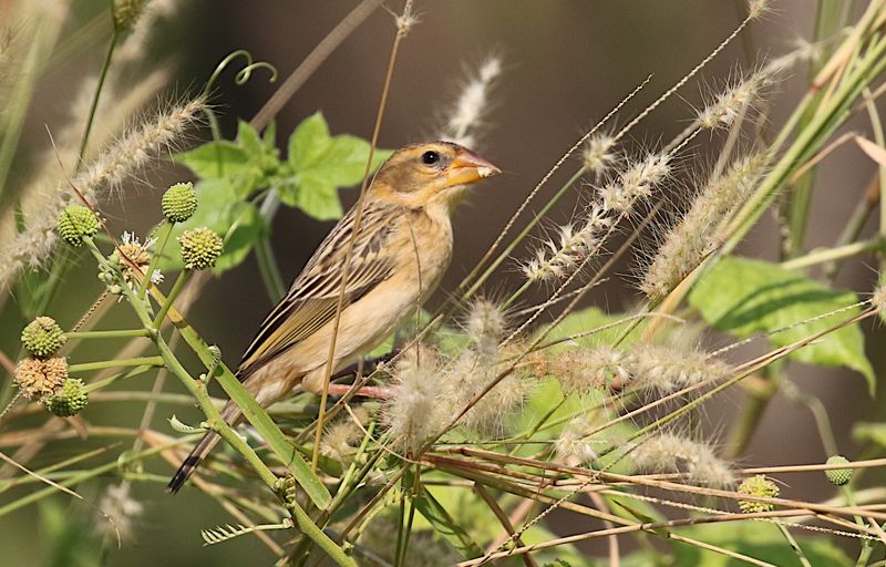 Baya Weaver