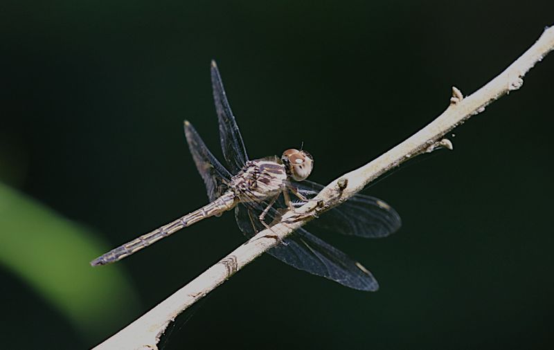 Emerald-banded Skimmer (Cratilla lineata)