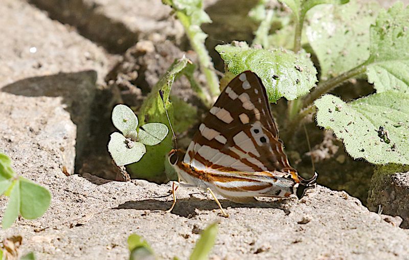 Orange Punch (Dodona egeon)