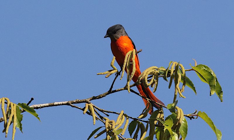 Gray-chinned Minivet