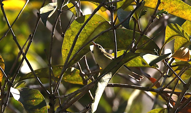 Green Warbler (Phylloscopus nitidus)