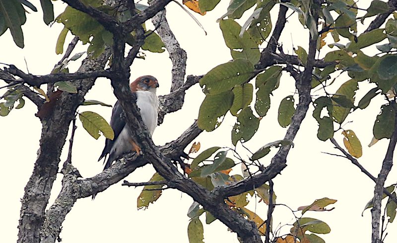 White-rumped Falcon, fem