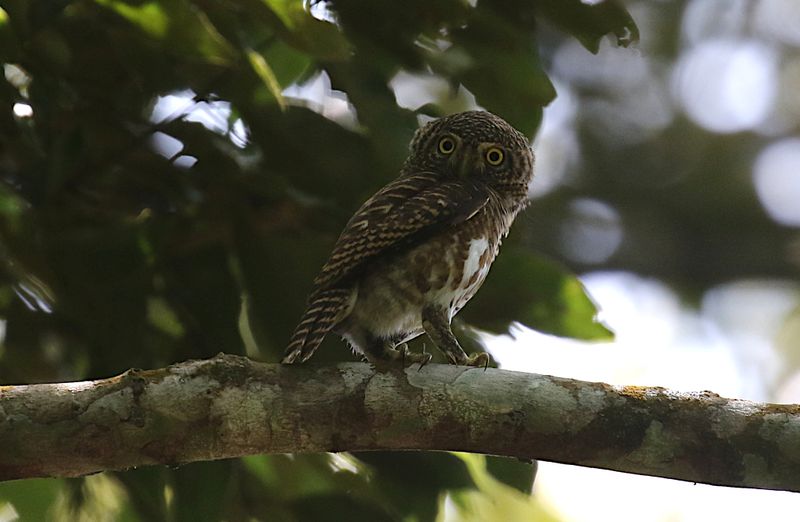 Collared Owlet