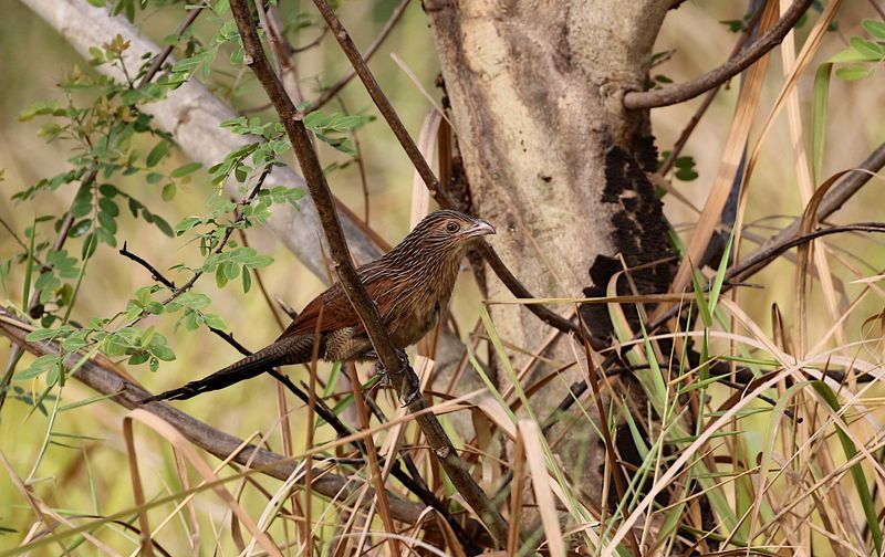 Lesser Coucal