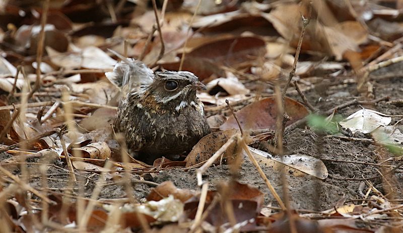 Indian Nightjar