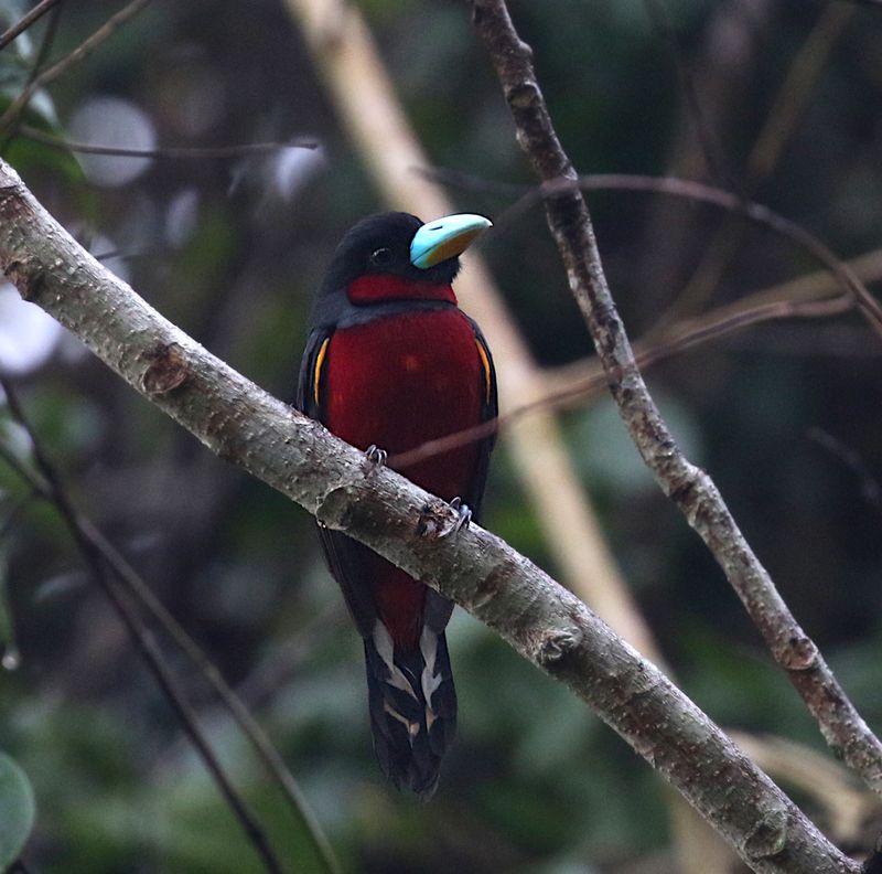 Black-red Broadbills