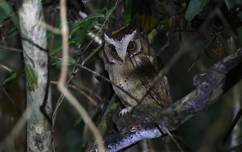 White-fronted Scops Owl