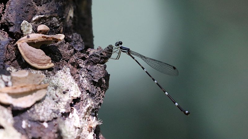 Protosticta khaosoidaoensis 