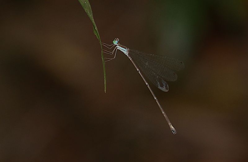 Coeliccia kazukoae 