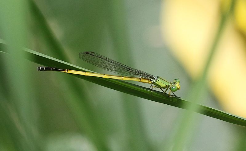 Black-tailed Marsh Dart