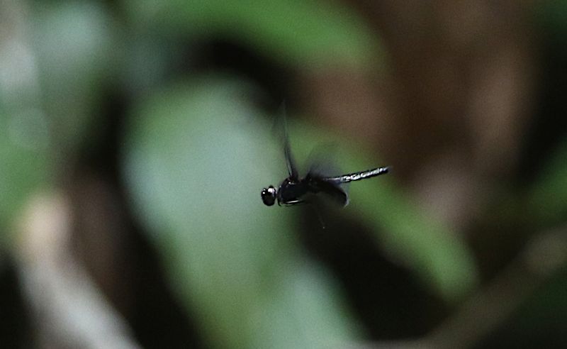 Atratothemis reelsi 