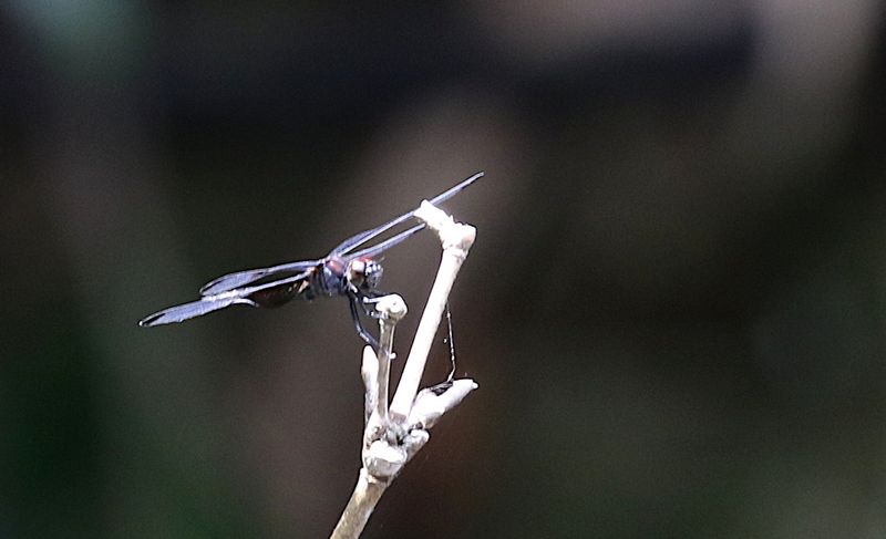 Atratothemis reelsi 