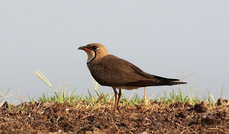 Oriental Pratincole