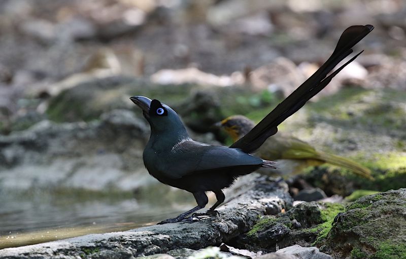 Racket-tailed Treepie