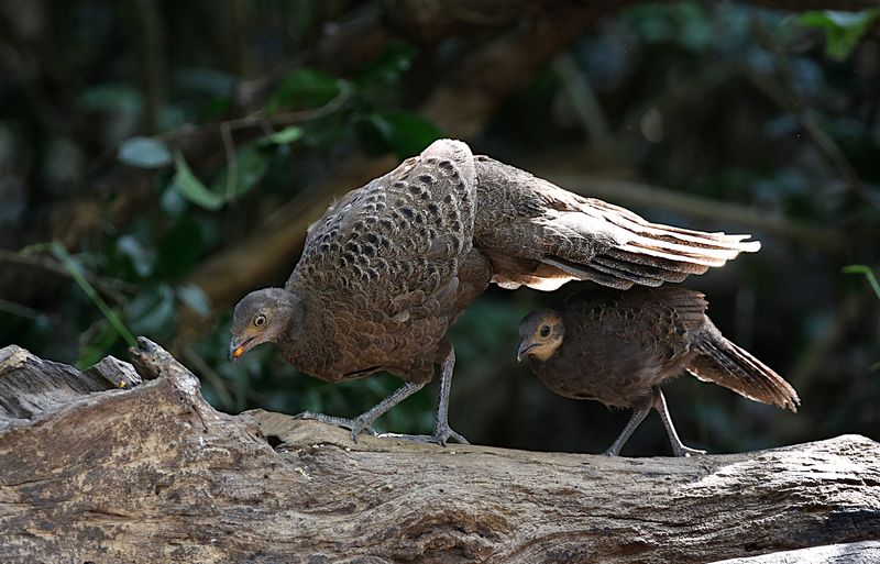 Grey Peacock-Pheasant