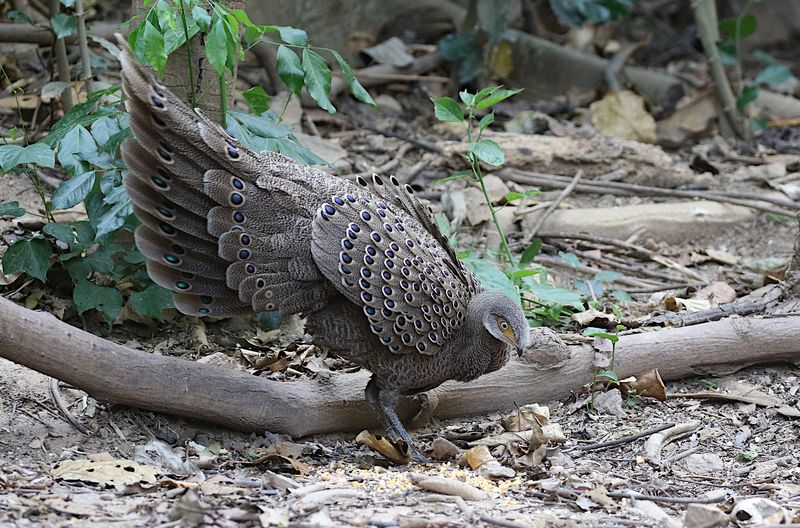 Grey Peacock-Pheasant