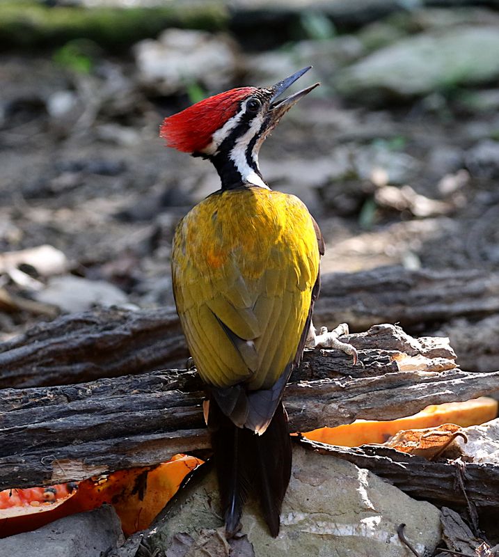 Common Flameback