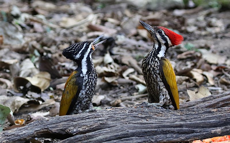 Common Flamebacks