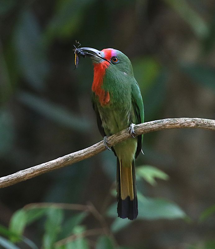 Red-bearded Bee-eater