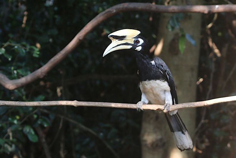 Oriental Pied Hornbill