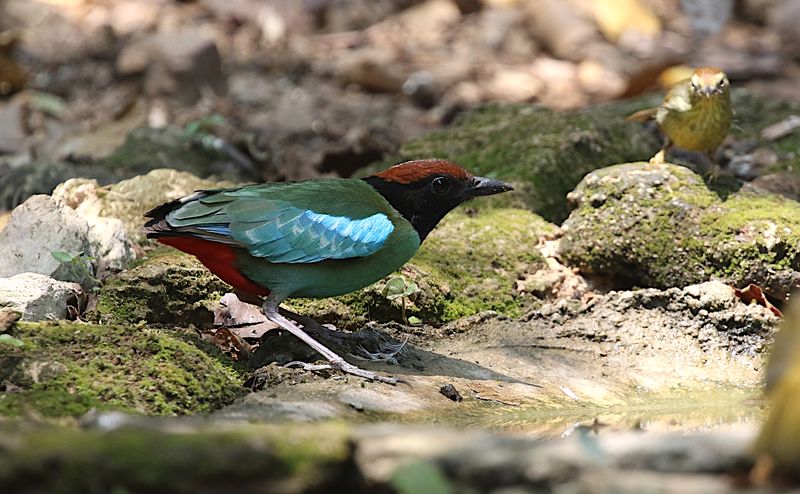Hooded Pitta