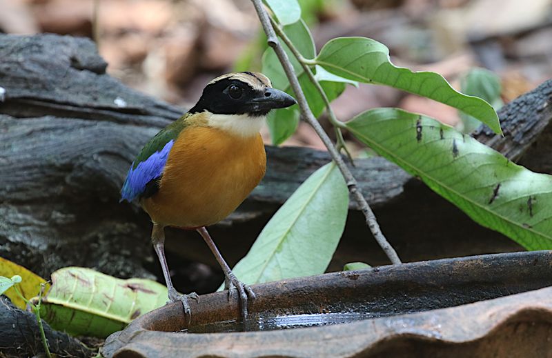 Blue-winged Pitta