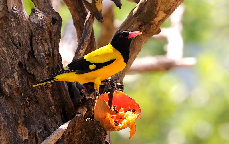 Hooded Oriole
