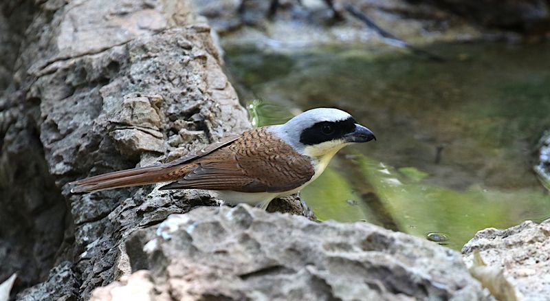 Tiger Shrike