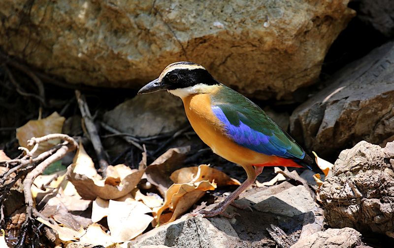 Blue-winged Pitta