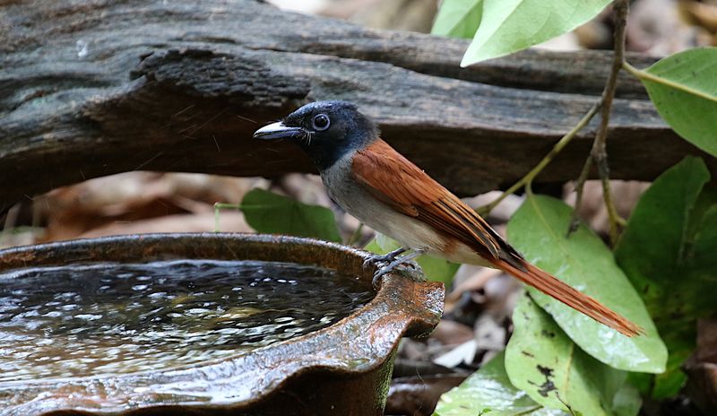 Amur Paradise Flycatcher