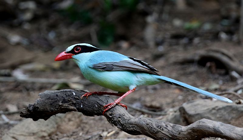 Green Magpie