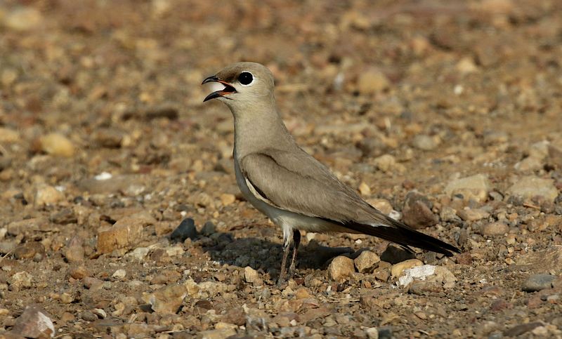 Small Pratincole