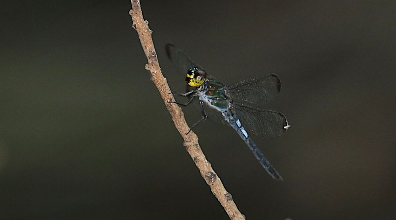 Dark-tipped Forest Skimmer (Cratilla metallica)